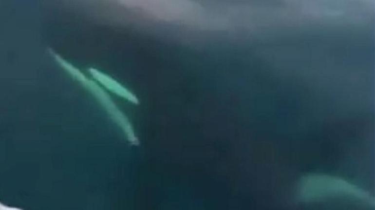 Akdenizde şoke eden görüntü Katil balinalar...