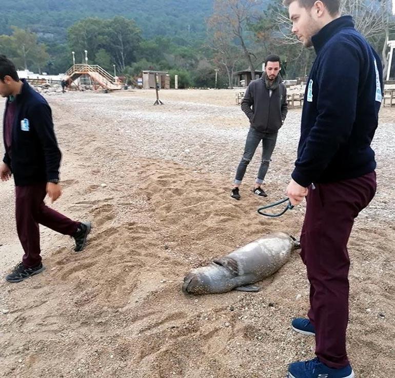 Nesli tükenme tehlikesiyle karşı karşıya... Kıyıya vurdu