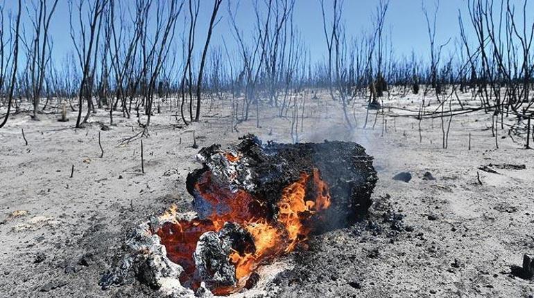 Yangınlar Avustralya’daki ormanların yüzde 21’ini yok etti