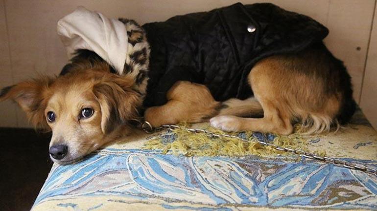 Manisada 2 pitbullun saldırdığı köpeği 3 vatandaş kurtardı