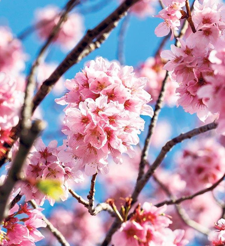 Orta Asya ve Anadolu’da Nevruz kültü