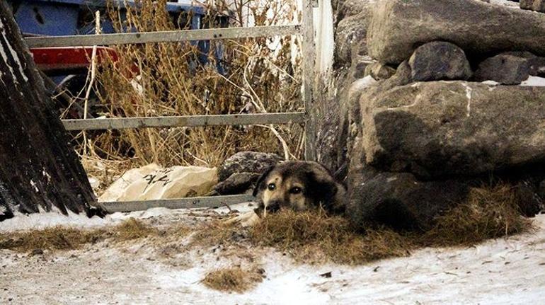 Köye inen iki kurt köpeğe saldırdı