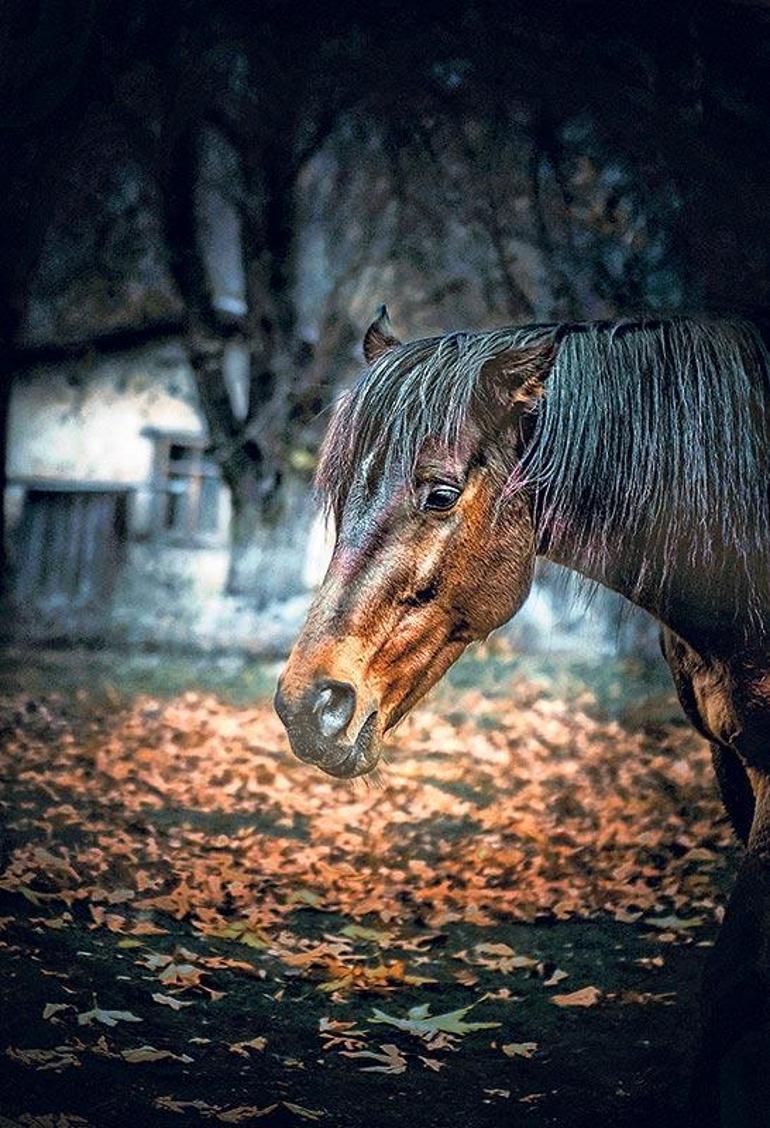 Şimdiki zamanın hikayesi