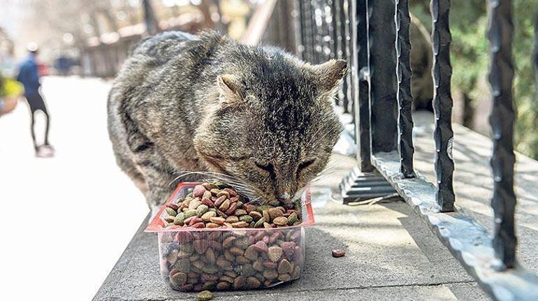 Lütfen, yanlış duyumlarla ‘dostlarımızı’ terk etmeyelim ‘Köpekten, kediden koronavirüs geçmez’