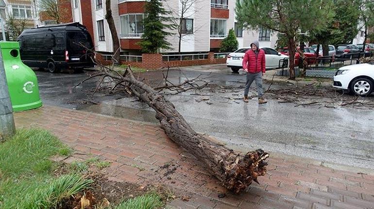 Şiddetli rüzgar kenti vurdu Ağaçlar devrildi...