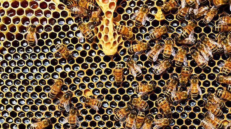 Arılar peteklerini neden altıgen yaparlar