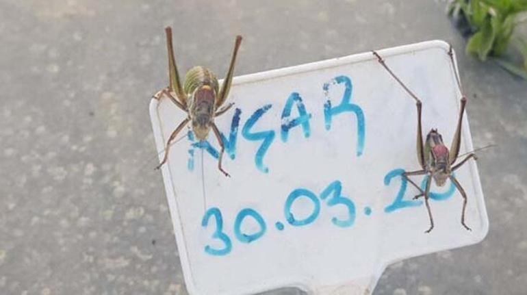 İzmirdeki çekirgelerin Güneydoğudan geldiği açıklaması tartışma yarattı