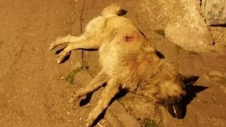 Mahallede dehşet Köpeği bıçaklayarak öldürdü
