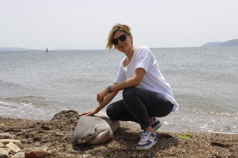 Çanakkale’de 2 metrelik köpek balığı sahile vurdu