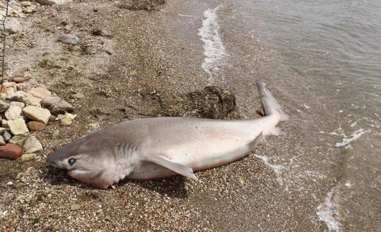 Çanakkale’de 2 metrelik köpek balığı sahile vurdu