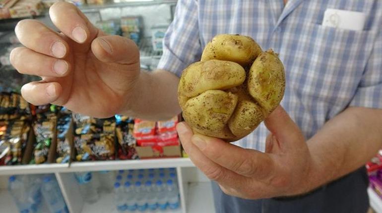 Mersinde yumruk şeklindeki patates görenleri şaşırtıyor