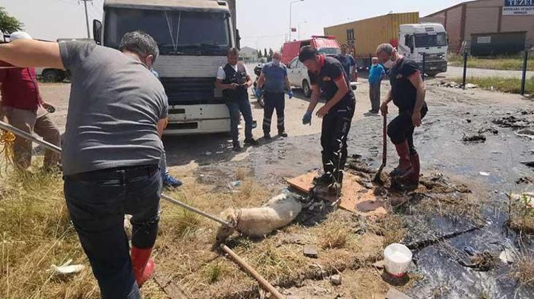 Zifte yapışan köpek için ekipler seferber oldu