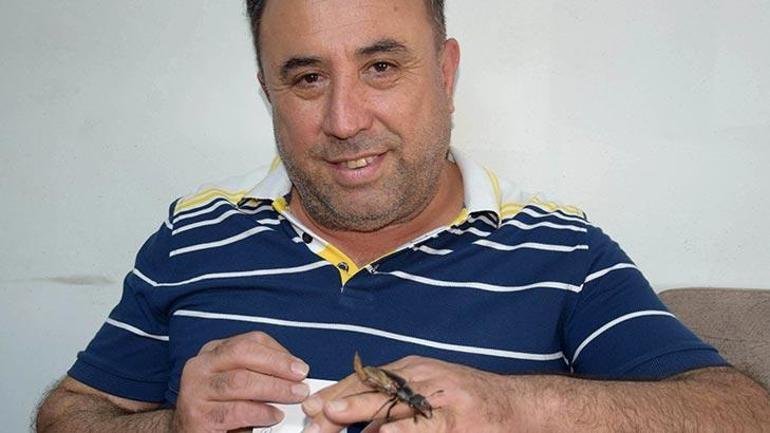 Antalyada nesli tükenmekte olan geyik böceği bulundu
