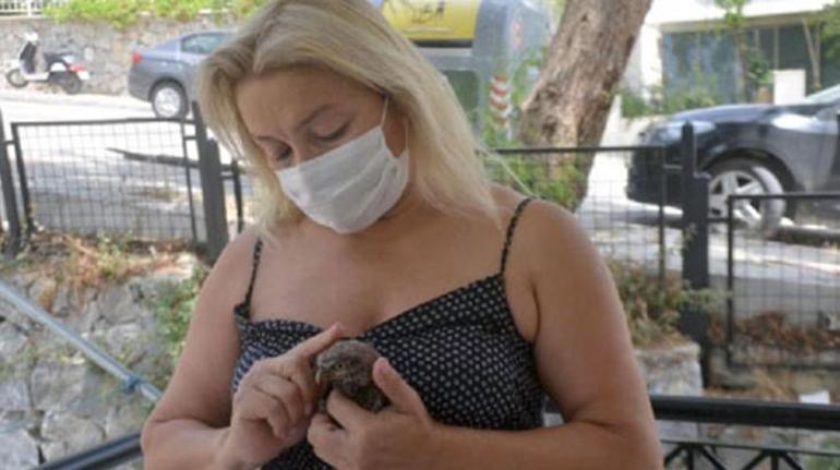Aydında yaralı bulunan yavru baykuş tedaviye alındı