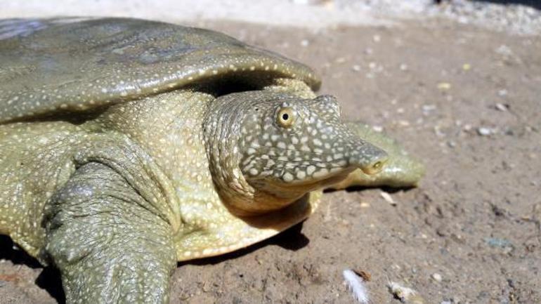 Adıyaman’da nesli tükenmekte olan Fırat kaplumbağası bulundu