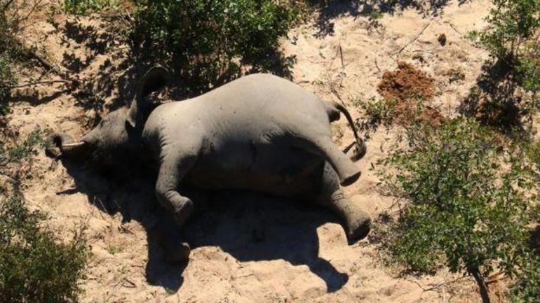 Botsvanada toplam 350 fil gizemli bir şekilde öldü