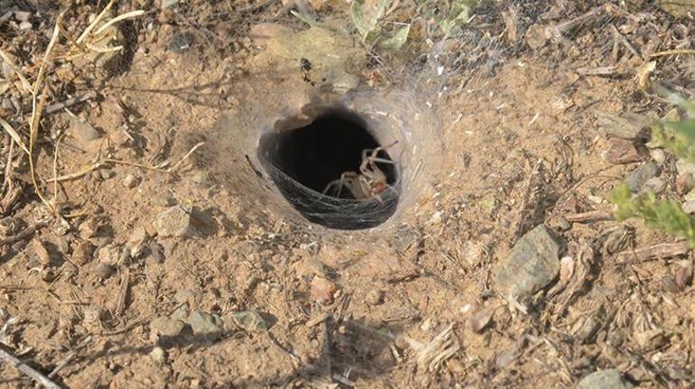 Şırnakta köstebek yuvalarını örümcekler bastı