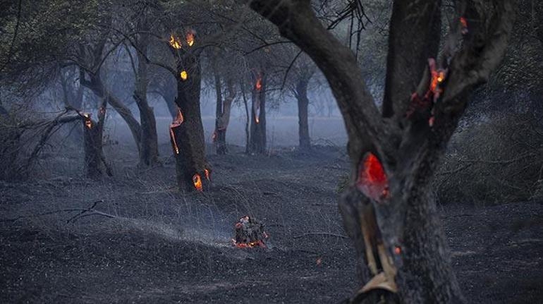 Son dakika... Çanakkalede orman yangını Çok sayıda ekip bölgeye sevk edildi