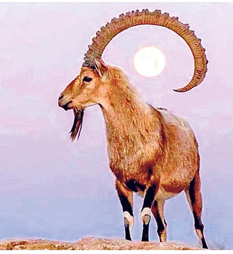 ‘Canlılara dokunma’