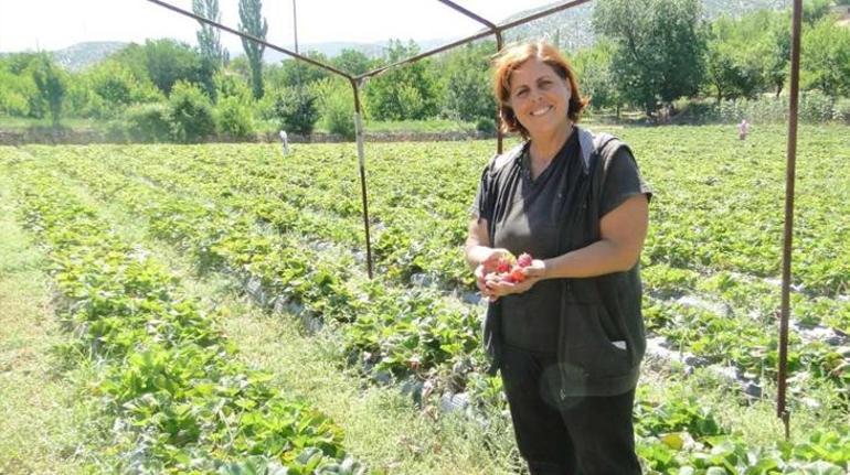 Hibeyle başladığı çilek üretiminde taleplere yetişemiyor