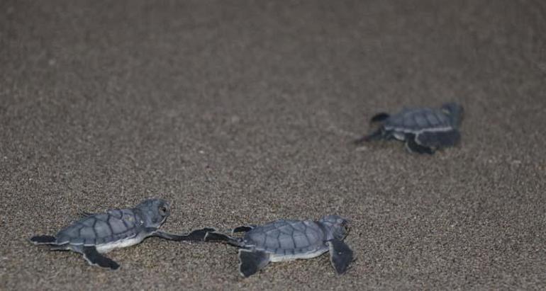 Adanada yeşil deniz kaplumbağaları denizle buluşuyor