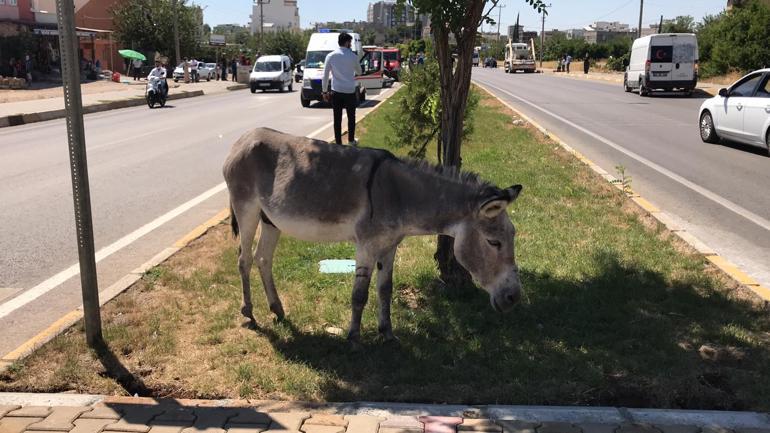 Eşeğe çarpmamak için manevra yaptı, ters dönen otomobilinde yaralandı