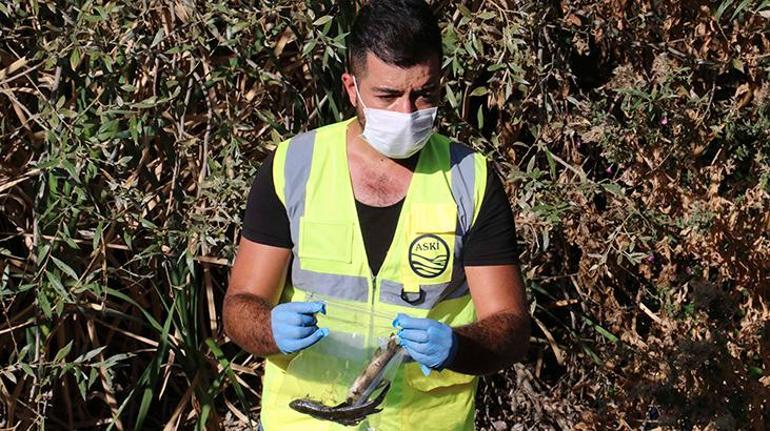 Ankarada içme suyunu besleyen çaya kimyasal atık döküldü iddiası