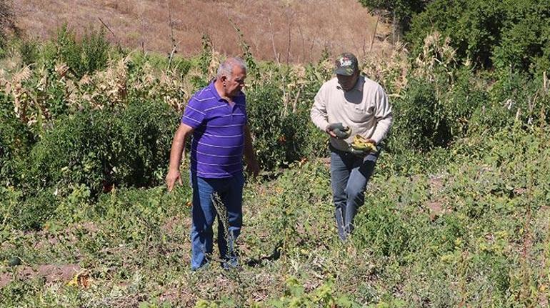 Aç gözlü ayı öne bal yedi sonra, kavun ve karpuz yedi