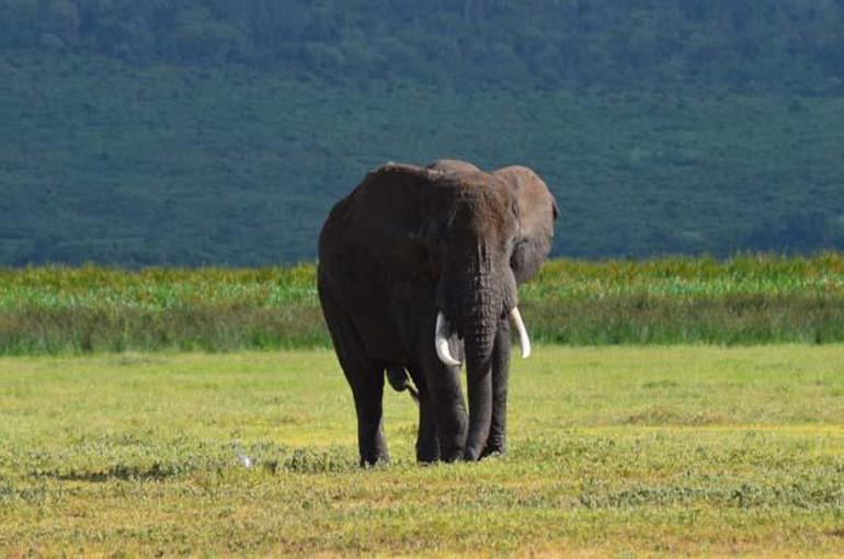 Büyük Beşlinin İzinde : SERENGETİ - NGORONGORO- TANZANYA