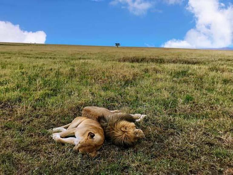 Büyük Beşlinin İzinde : SERENGETİ - NGORONGORO- TANZANYA