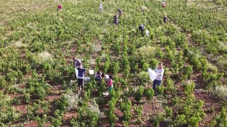 İstediği fiyata satamadı, tonlarca biberi bedavaya vatandaşlara bıraktı