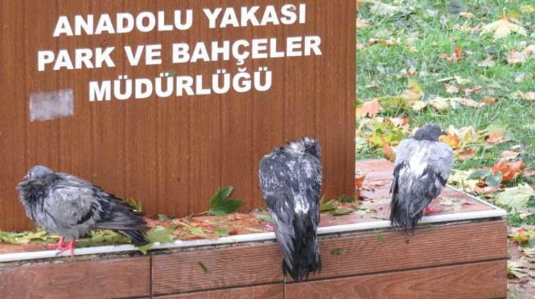 Kadıköyde dolu kuşları öldürdü
