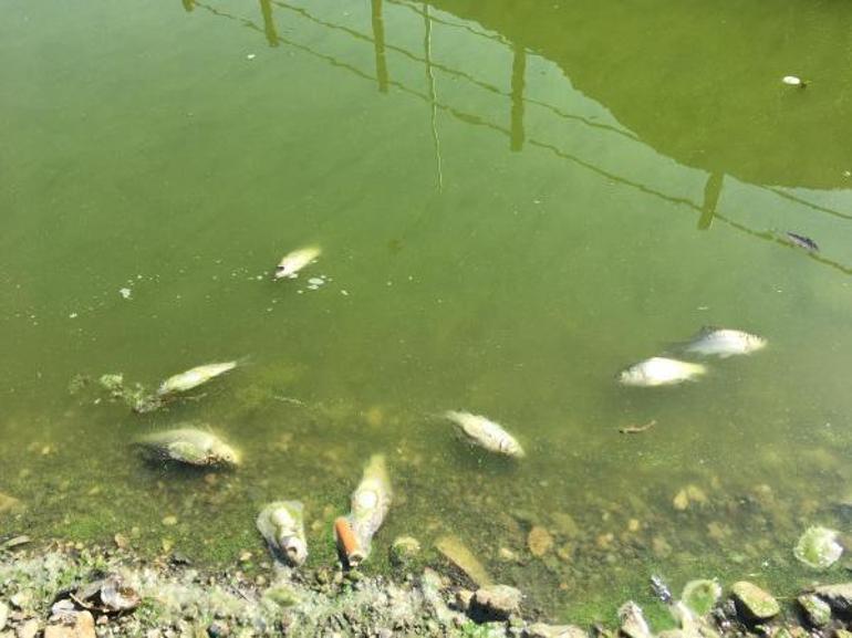 Simge projedeki göletlerde balıklar, kirlilik nedeniyle öldü