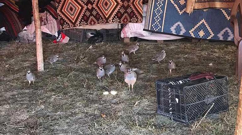 Edremit’te kafes avcıları jandarmaya takıldı