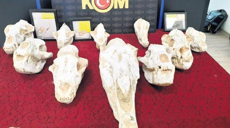 Oktar’ın evlerinde 879 ‘kaçak’ fosil