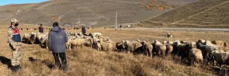 Ardahanda kayıp koyun sürüsü, dronla bulundu