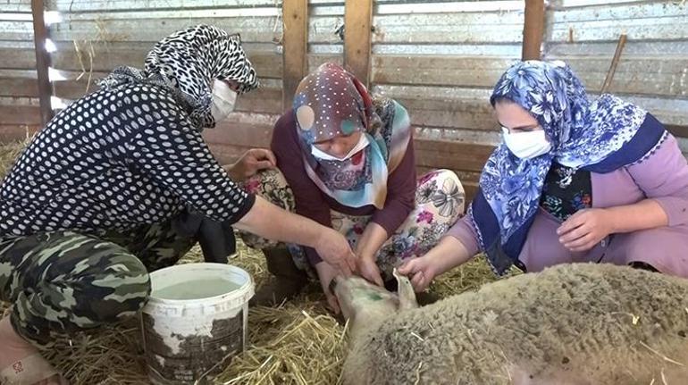 18 koyunun aniden fenalaşıp ölmesiyle şaşkına döndüler