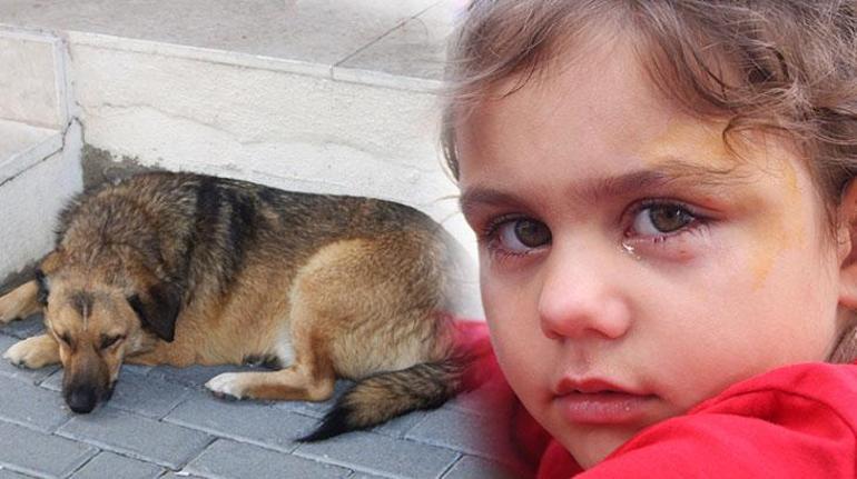 Sokak köpeği minik kızı gözünden ısırdı
