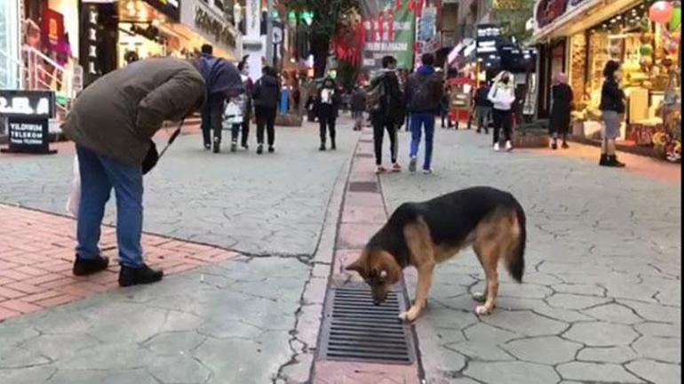 Mazgala bakan sokak köpeği, ilgi odağı oldu