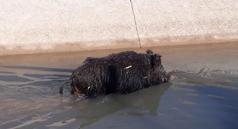 Şanlıurfa’da su kanalına düşen yaban domuzu kurtarılamadı