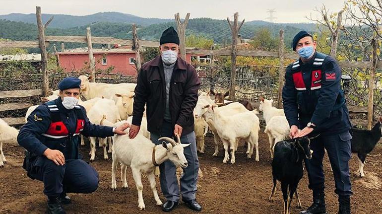 Çanakkalede ormanda kaybolan koyunlar, drone yardımıyla bulundu
