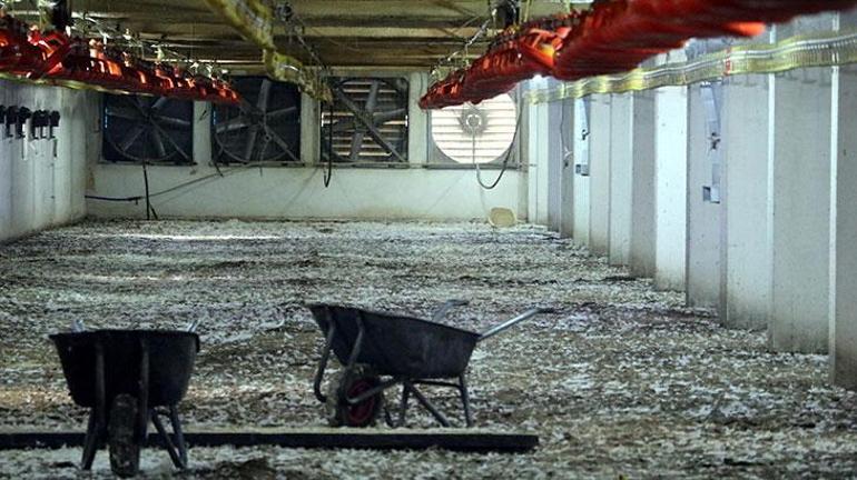 Havalandırma arızalanınca 20 bin tavuk telef oldu