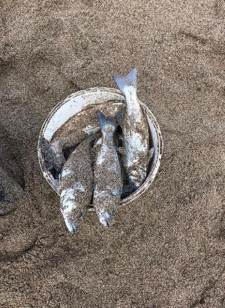 Dalgalar üretim çiftliğine zarar verdi; halk balıkları yakalamak için sahile koştu