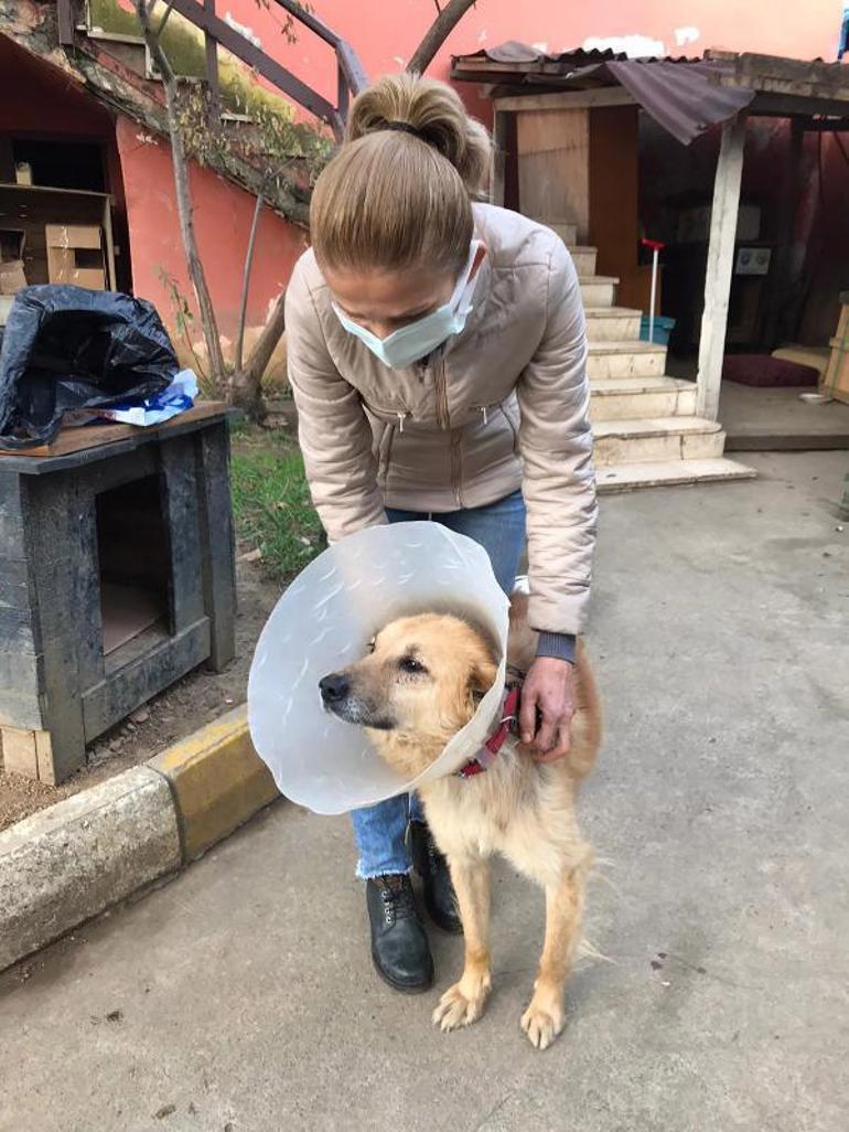 Köpeğe şiddeti sosyal medyadan ‘ifşa’ etti, hapsi istendi