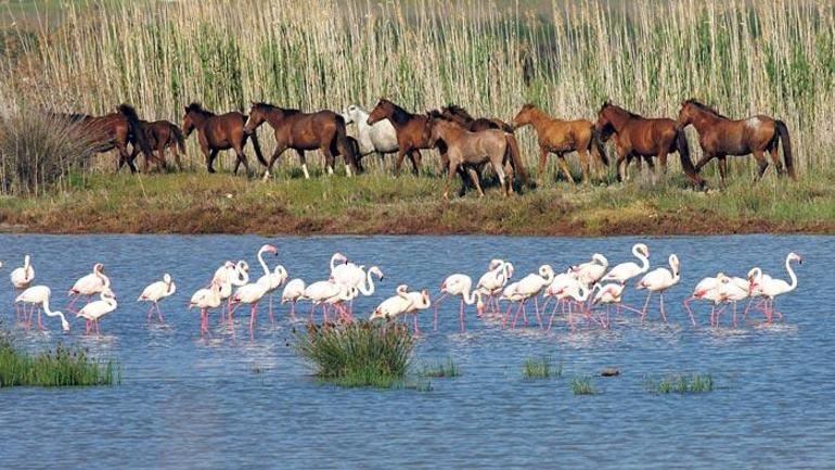 Gediz Deltası’nda UNESCO birlikteliği