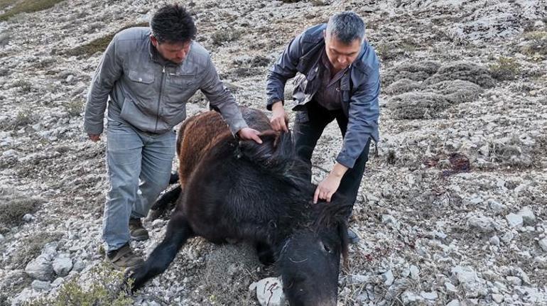 Amasya’da iki yılkı atı silahla vurulmuş halde bulundu