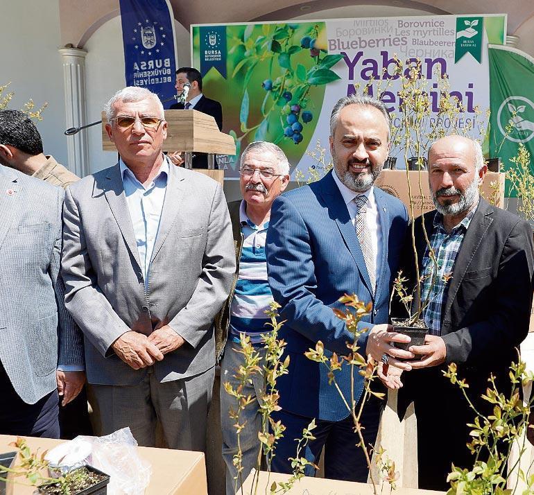 Yaban mersini ekip, ‘altın’ topluyorlar