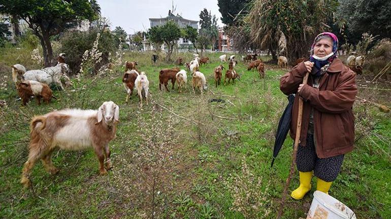 Şehirdeki çoban Menşure Teyze