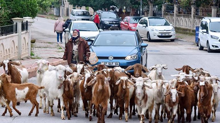 Şehirdeki çoban Menşure Teyze