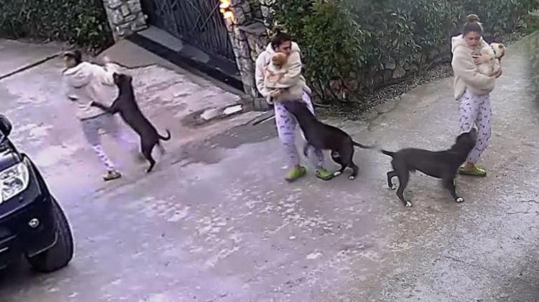 Köpeğin saldırısına uğrayan genç kızın annesi, köpeği ezmekle suçlandı